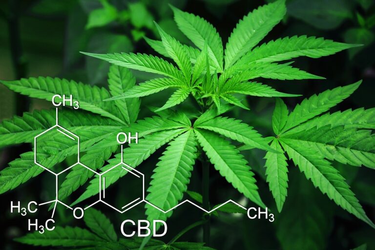 Read more about the article CBD and THC – Potency, Testing and Terpenes