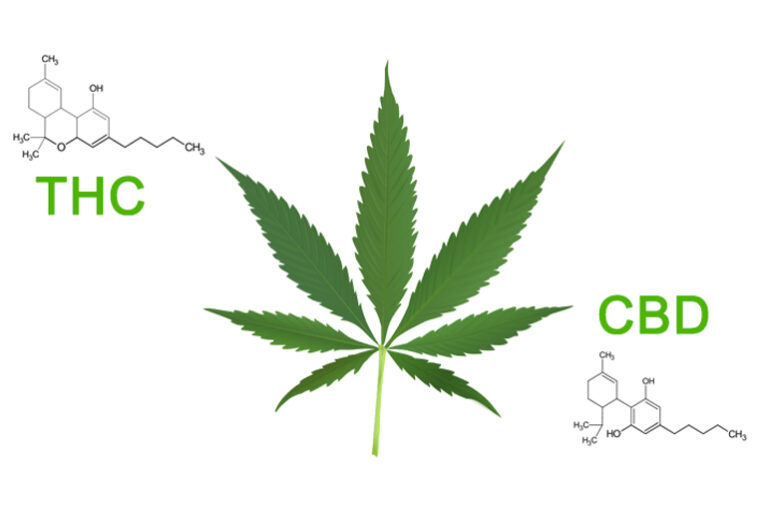 Read more about the article High THC vs High CBD Strain: What are the Differences?